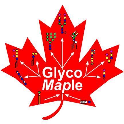 glycomaple.png